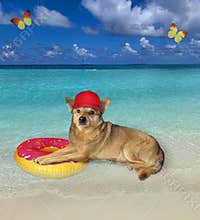 Dog resting on inflatable circle 2