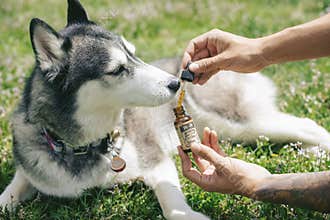 Colorado Dog Enjoying CBD Treats