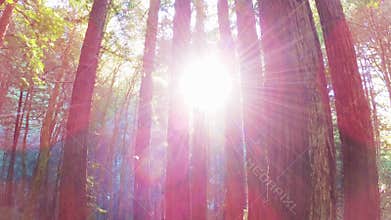 Sun shining through a Redwood trees forest Sequoia Sempervirens, Santa Cruz mountains, San Francisco bay area, California