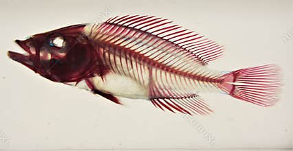 Fish Skeleton on display at fishing store.
