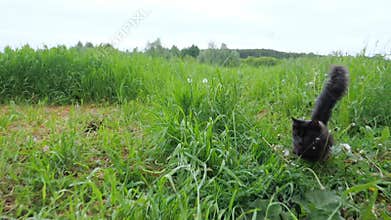 Black playful cat with a fluffy tail runs in tall grass
