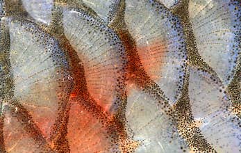 Fish scales - closeup.