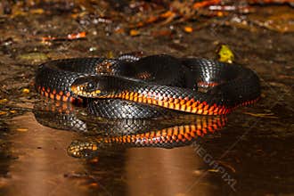 Red-bellied Black Snake