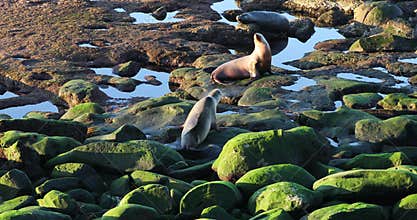 Seal sealion on rocky beach La Jolla California 4K
