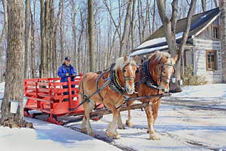 Maple Sap Buckets in Spring