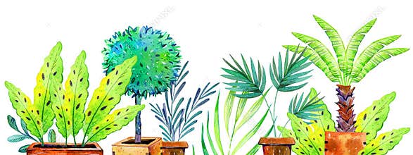 Palms and plants in flowerpots on the bottom of the page. Hand drawn watercolor illustration