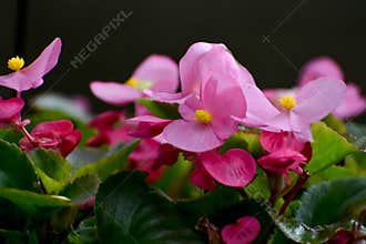 Pink Begonia Flowers with Yellow Center