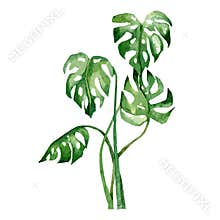 Watercolor tropical trees. Summer Monstera trees jungle floral illustration for the banner, frame, border, logo, greeting card