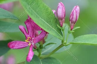 Pink Honeysuckle Blossoms on a Bush