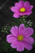 Purple Cosmos Flowers with Yellow Centers Blooming