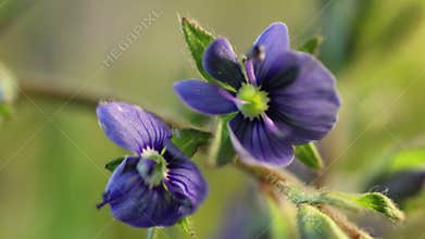 Small blue flower blooming, opening its blossom, extreme close up of spring germination process, wolderful macro world