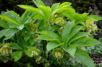 Heleborus niger hellebore green ovary seeds of perennial evergreen flower in flowerbed in garden