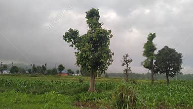 Agroforestry System : Traditional Practice; Growing Maize Plant with Trees; Multi cropping