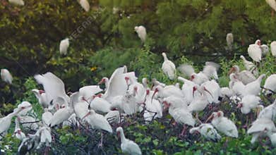 Group of beautiful white birds on a bird sanctuary