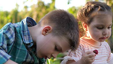 Two adorable little friends eating healthy organic food, fresh strawberry on plantation in summer