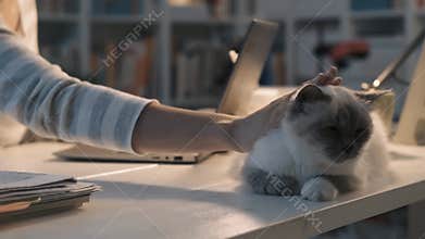 Woman working with a laptop and cuddling her cat