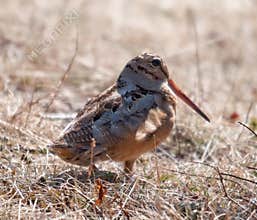 American Woodcock