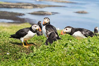 Group or family of Atlantic puffins, the common puffin, seabird in the auk family, on the Treshnish Isles in Scotland UK