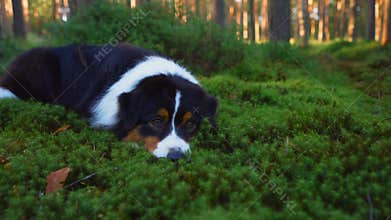 Dog in a pine forest. Australian Shepherd in nature.