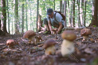 Man collect mushrooms