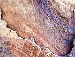 Wooden texture Cut wood surface stock photo