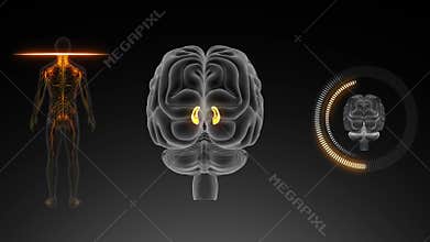 Parts of Brain with human Body