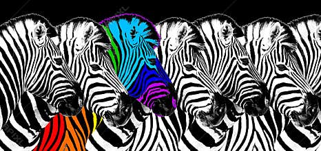 Usual & rainbow color zebra black background isolated, individuality concept, stand out from crowd, think different, creative idea