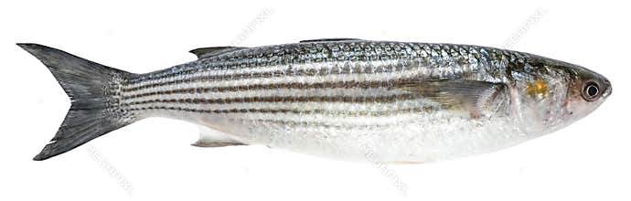 Mullet isolated on white background. Fish striped mullet