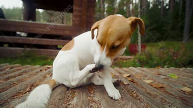 Dog jack russell terrier lies and scratch his ears on the wooden ground