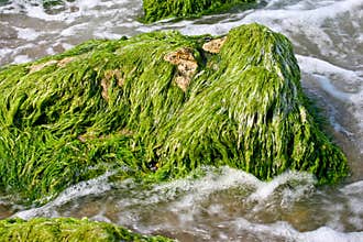 Marine algae