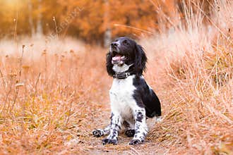 Spaniel hunting for a walk in the fall. Dog on a walk in autumn. Autumn portrait of an animal. Puppy. Walking a pet. Beautiful