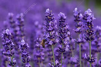 Honey bee on lavender
