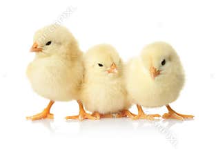 Cute fluffy baby chickens on background. Farm animals