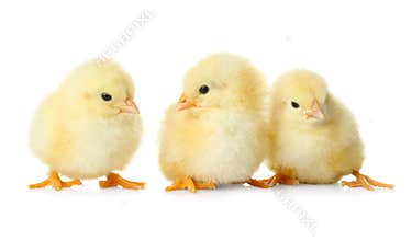 Cute fluffy baby chickens on background. Farm animals