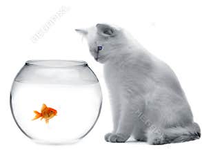 Cat and a gold fish