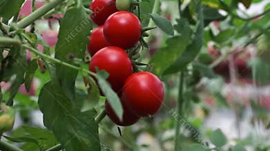 Branches of red big ripe tomatoes growing in a greenhouse. Close up ripe tomato with on a garden farm. Organic harvest,