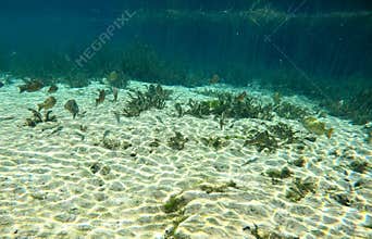 A school of sunfish and bass fish in Rainbow River
