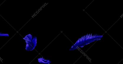 Isolated colour feather floating down on the black background