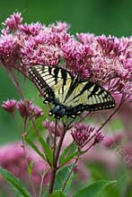 Eastern Tiger Swallowtail - Papilio glaucus - on Joe-Pye weed - Vertical