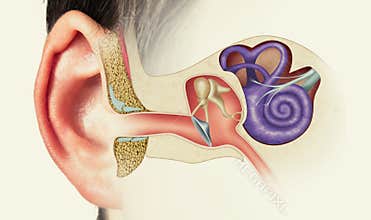 Structure of the human ear. Image