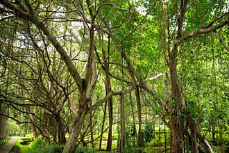 green forest tree landscape background
