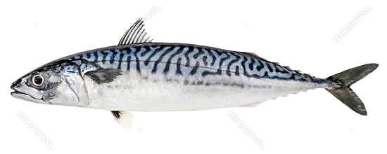 Atlantic mackerel fish isolated on white background