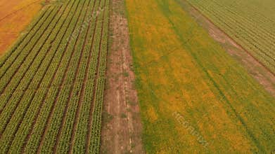 Aerial view of colorful autumn fields. Farming landscape.