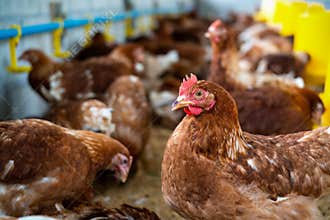 Brown chickens, hens in farm.