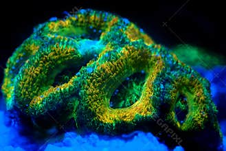 Acanthastrea lordhowensis LPS coral in reef aquarium