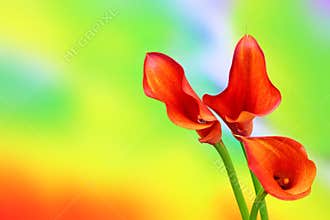 Three burgundy color calla lilies presented on colorful background