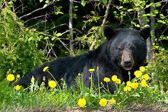 Black bear in wilderness