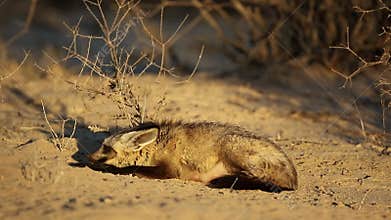 Bat-eared fox in natural habitat