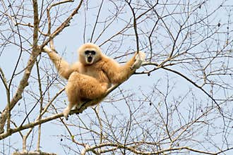 White handed gibbon