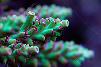 Beautiful acropora sps coral in coral reef aquarium tank.